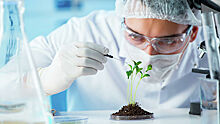 Ученые предложили "зеленый" способ борьбы с вредителями растений