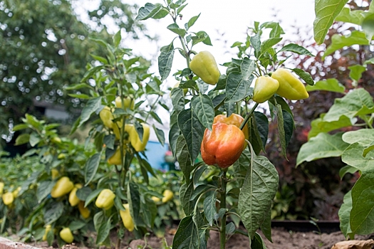 Почему на болгарском перце появляется табачная мозаика
