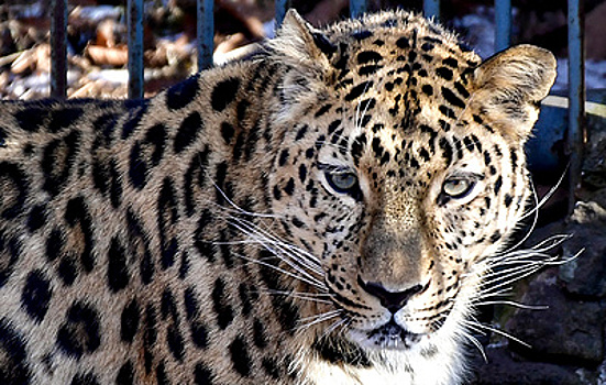 ВТБ стал хранителем семейства дальневосточных леопардов