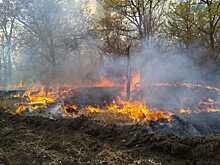 В Воронежской области в 2,5 раза сократилось число лесных пожаров