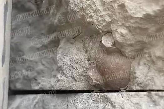 Со стены в Петербурге пропал легендарный трилобит