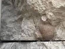 Со стены в Петербурге пропал легендарный трилобит