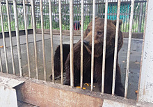 Челябинский губернатор взял шефство над медведем