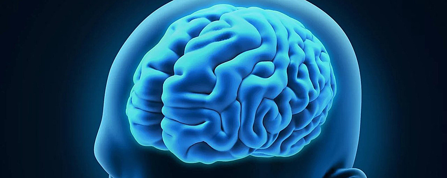 Биологи сделали открытие о мозговых извилинах у некоторых людей