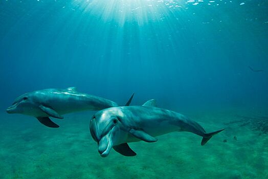 Институт океанологии им. П.П. Ширшова РАН представил свою программу изучения черноморских дельфинов