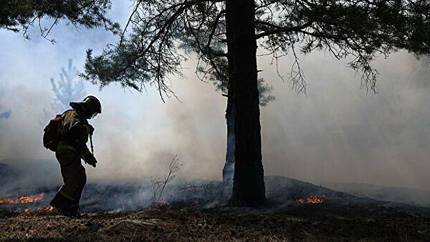 В России ликвидировали 25 лесных пожаров за сутки