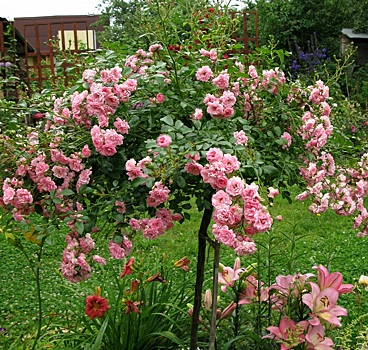 Как укрывать штамбовые розы: мнение и опыт практика