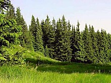 Дед Мороз поддержал идею Кавказского заповедника подарить вторую жизнь новогодним елкам