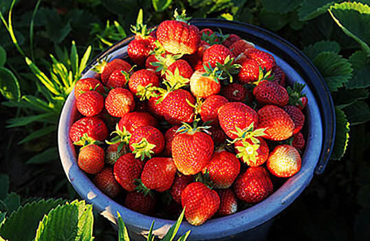 Холодное лето повлияло на цены и честность продавцов ягод