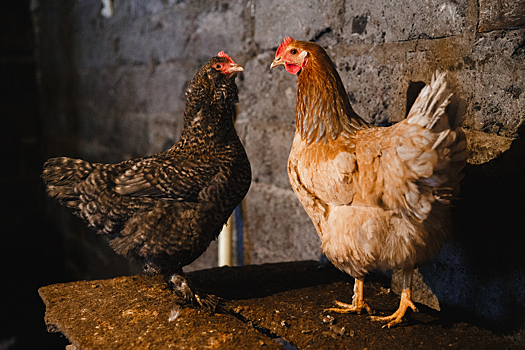 Верховный суд России запретил разведение сельхозживотных на садовых участках