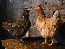 Верховный суд России запретил разведение сельхозживотных на садовых участках