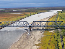 Артюхов назвал гнездовье кречетов на жд мосту уникальным явлением