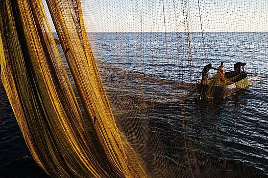 Росрыболовство опровергло данные о возможном росте цен на самую дешевую рыбу