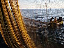 Росрыболовство опровергло данные о возможном росте цен на самую дешевую рыбу