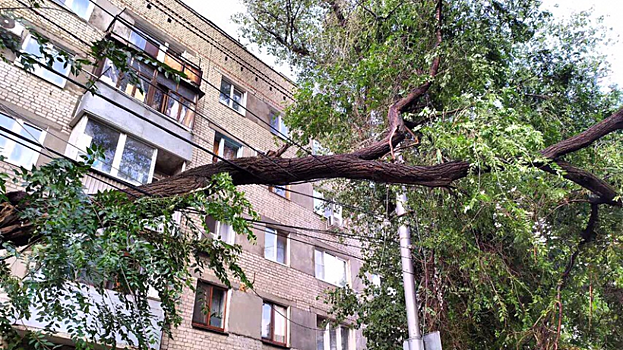 В Саратове дерево на пенсионерку упало огромное дерево