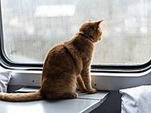 Москвичке помогли вернуть кота, потерявшегося в поезде и проехавшего полстраны