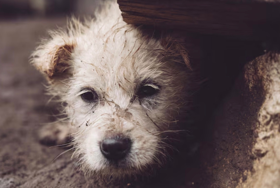 Новосибирская женщина мучала собак, которых брала на передержку: они умерли