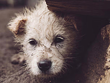 Новосибирская женщина мучала собак, которых брала на передержку: они умерли