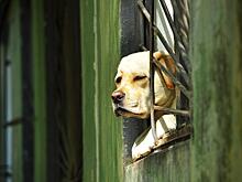 В Самаре ввели 2-месячный карантин по бешенству