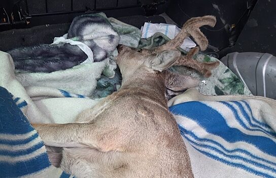 В Челябинске косулю спасли от стаи голодных собак