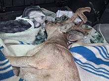 В Челябинске косулю спасли от стаи голодных собак