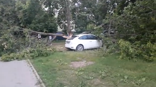 Рухнувшее дерево раздавило машину в Ленинском районе