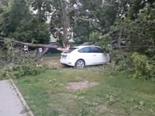 Рухнувшее дерево раздавило машину в Ленинском районе