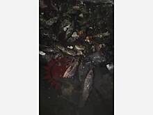 Рыба забила канализацию жилого дома в российском городе и попала на видео