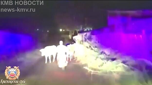 В Красноярском крае коровы помогли задержать пьяного “байкера”, удирающего от ГИБДД