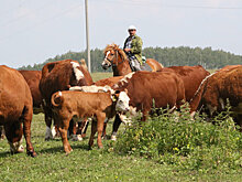Тюменский фермер предложил частникам выращивать породистых бычков