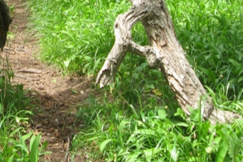 Экотропы в Северной Осетии благоустроят волонтеры