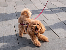 Власти Татарстана предложили регистрировать собак в обязательном порядке