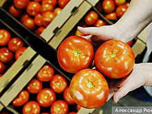 В России после огуречного начался томатный бум