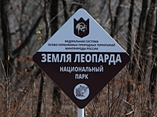 Пойдут лесом: В Госдуме не верят в спасение российских заповедников