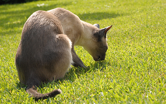 Выяснена цель поедания котами травы