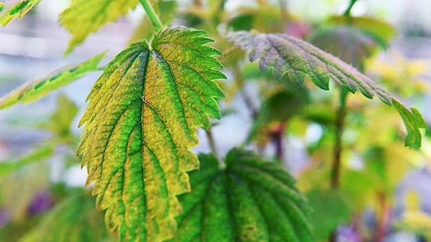 Российские ученые повысили мощность «живых батареек»