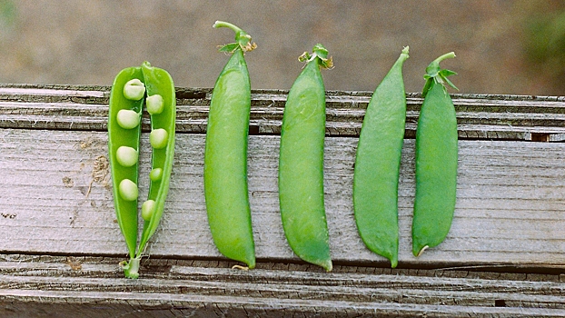 Созданы новые высокоурожайные сорта гороха
