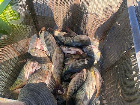 Зарплаты в рыбной промышленности Удмуртии по итогам 2025 года выросли на 12%