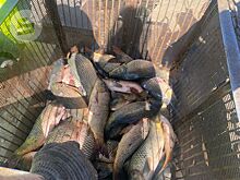 Зарплаты в рыбной промышленности Удмуртии по итогам 2025 года выросли на 12%