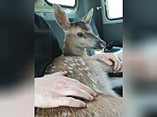 Изубренка спасли от пожара