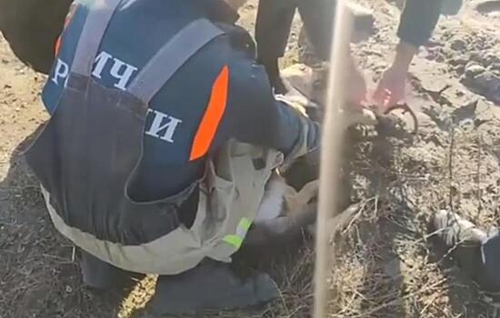 В Чечне пожарные вместе с волонтёрами вызволили собачку, застрявшую лапой в капкане