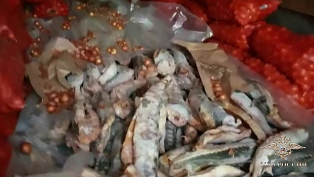 Астраханская полиция задержала крупную партию браконьерской осетрины