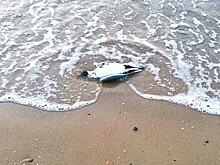 Десятки мертвых птиц на пляжах Анапы: насколько это опасно для человека