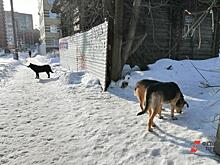В Лабытнанги неизвестные травят собак на улице