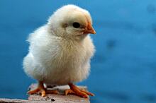 Прогноз по птицеводству на 2020 год: за поставки курятины в Китай будут конкурировать Россия и США?