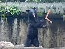 На видео попал медведь, идеально владеющий нунчаками