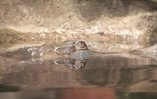 В "Москвариуме" поселились необычные крокодилы - прожорливые и пугливые