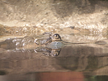 В "Москвариуме" поселились необычные крокодилы - прожорливые и пугливые