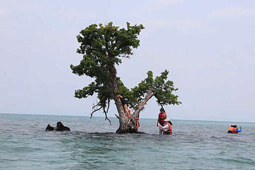 В Таиланде пытаются спасти популярное дерево от любителей селфи
