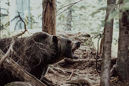 Россиян напугали медведем, который загрыз двух туристов и несколько дней ел их останки